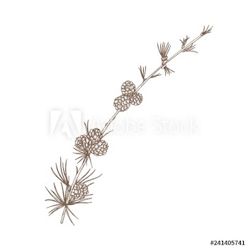 Hand drawn natural drawing of larch branch with needle-like foliage and cones