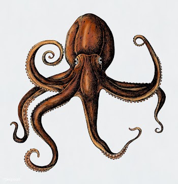 Hand drawn octopus isolated | Free stock illustration - 406417