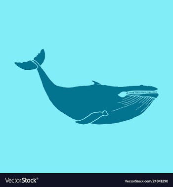 Hand drawn of humpback whale sketch detailed vector image