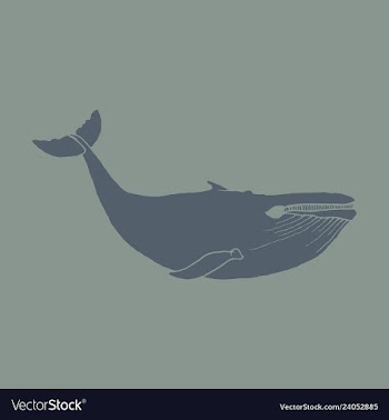 Hand drawn of humpback whale sketch detailed vector image