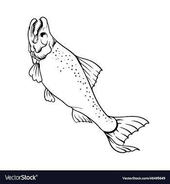 hand drawn of salmon fish outline