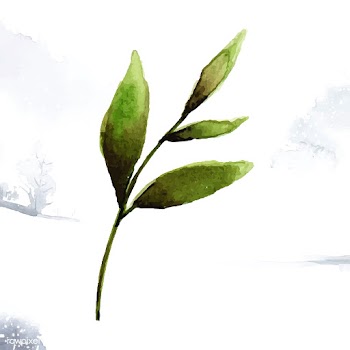 Hand drawn olive branch watercolor style vect.. | Free stock vector - 489235