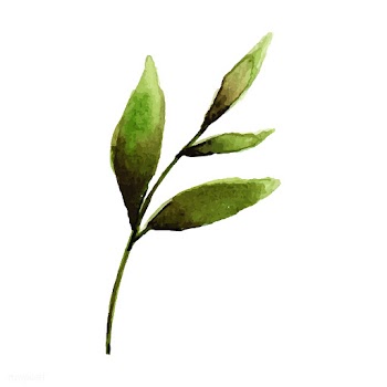 Hand drawn olive branch watercolor style vect.. | Free stock vector - 489323