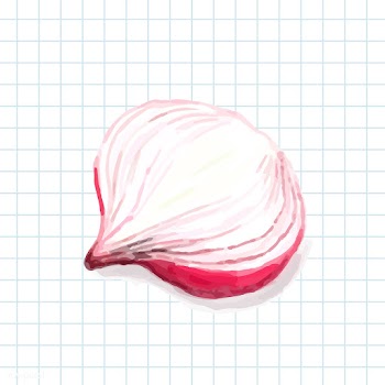 Hand drawn onion watercolor style | Free stock vector - 393061