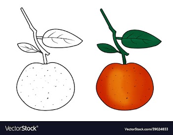 hand drawn orange fruit