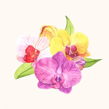 Hand drawn orchid flower isolated | Free stock vector - 399607