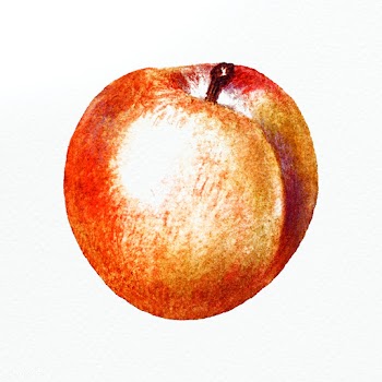 Hand drawn peach illustration | Free  illustration - 2346248