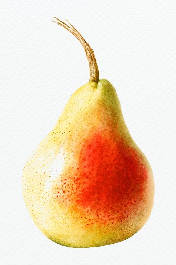 Hand drawn pear design element | Free  illustration - 2349815