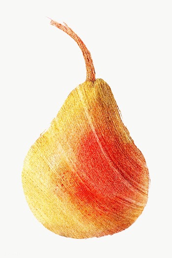 Hand drawn pear sticker design element | Free  transparent png - 2349829