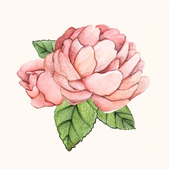 Hand drawn peony flower isolated | Free stock vector - 399569