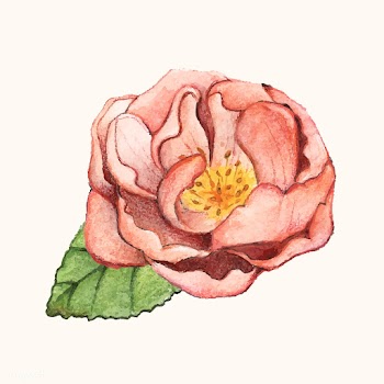 Hand drawn peony flower isolated | Free stock vector - 399613