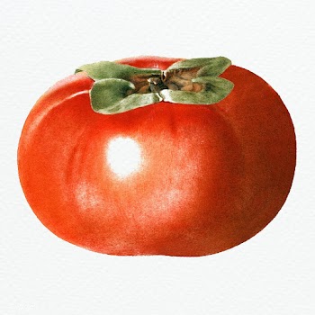 Hand drawn persimmon design element | Free  illustration - 2350127