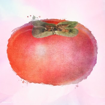 Hand drawn persimmon illustration | Free  illustration - 2346017