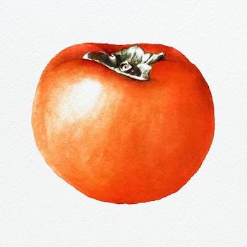 Hand drawn persimmon illustration | Free  illustration - 2346222