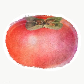 Hand drawn persimmon sticker overlay with a white border in watercolor.. | Free  transparent png - 2346018