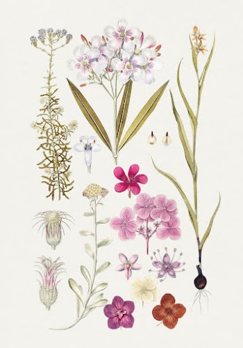 Hand drawn pink flowers. Original | Free Photo Illustration - rawpixel
