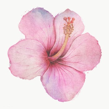 Hand drawn pink hibiscus flower watercolor style  design element | Free  transparent png - 2342815
