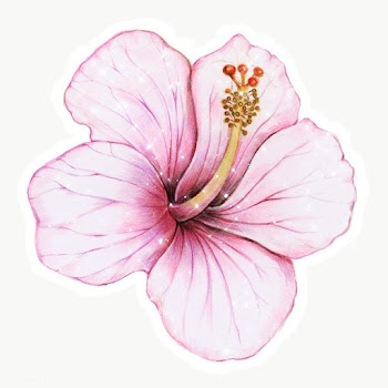Hand drawn pink hibiscus sticker design element with white border | Free  transparent png - 2346192