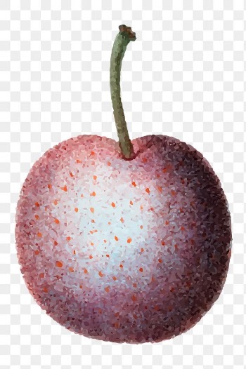 Hand drawn plum png fruit sticker
