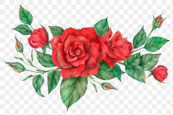 Hand drawn png red rose flower