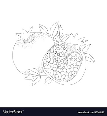 hand drawn pomegranate for coloring books