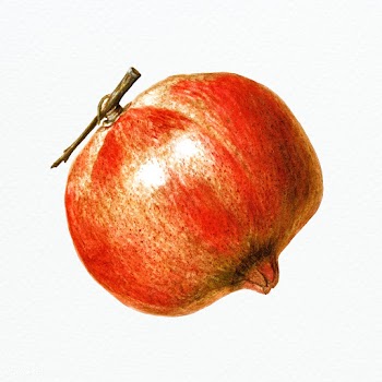 Hand drawn pomegranate illustration | Free  illustration - 2347092