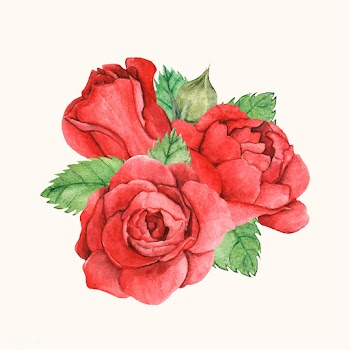 Hand drawn red rose isolated | Free stock vector - 399572
