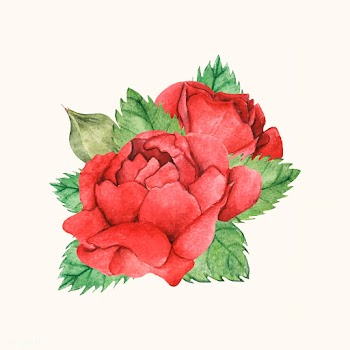 Hand drawn red rose isolated | Free stock vector - 399599