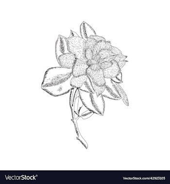 hand drawn rose flower