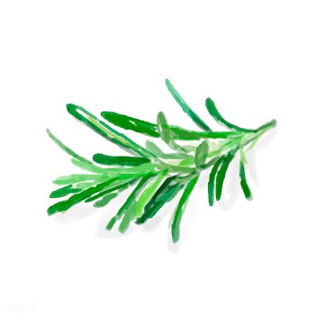 Hand drawn rosemary watercolor style | Free stock vector - 393037