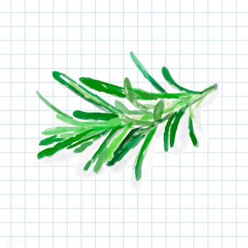 Hand drawn rosemary watercolor style | Free stock vector - 393350