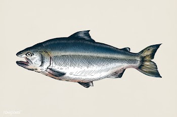 Hand drawn salmon fish | Free stock illustration - 406506