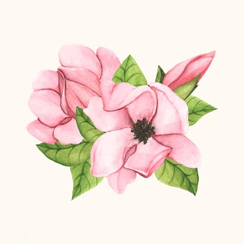 Hand drawn saucer magnolia flower isolated | Free stock vector - 399578