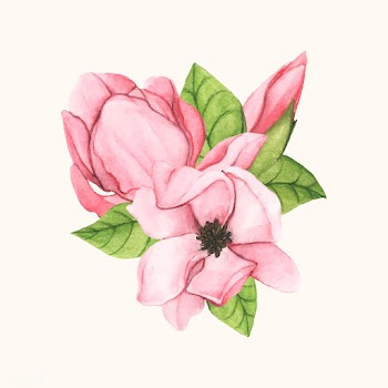 Hand drawn saucer magnolia flower isolated | Free stock vector - 399579