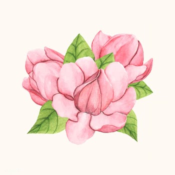 Hand drawn saucer magnolia flower isolated | Free stock vector - 399594
