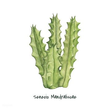 Hand drawn senecio mandraliscae succulent | Free stock vector - 399367