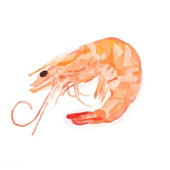 Hand drawn shrimp watercolor style | Free stock vector - 393171