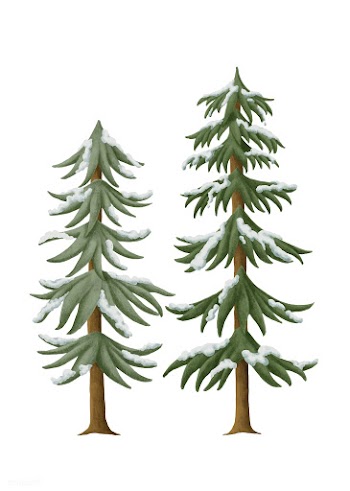 Hand-drawn snowcapped pine trees | Free stock vector - 543882