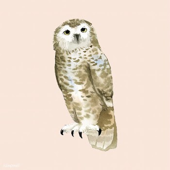 Hand-drawn snowy owl watercolor style vector | Free stock vector - 489450