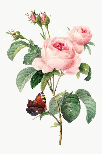 Hand drawn sparkling cabbage rose flower design element | Free  transparent png - 2349413