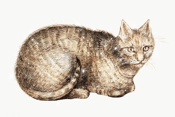 Hand drawn sparkling cat design element | Free  transparent png - 2354789