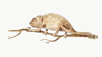 Hand drawn sparkling chameleon design element | Free  transparent png - 2354738