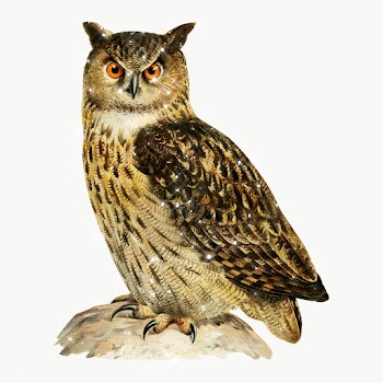 Hand drawn sparkling Eurasian eagle-owl design element | Free  transparent png - 2354773
