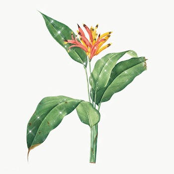 Hand drawn sparkling Lobster claws flower design element | Free  transparent png - 2354751