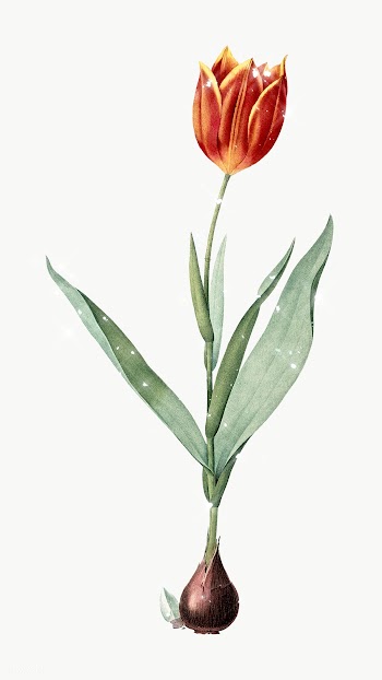 Hand drawn sparkling orange tulip flower design element | Free  transparent png - 2351106