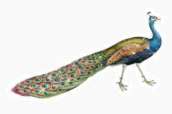 Hand drawn sparkling peacock sticker with white border | Free  transparent png - 2354841