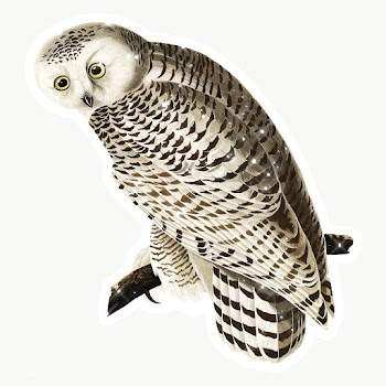 Hand drawn sparkling snowy owl sticker with white border | Free  transparent png - 2354840