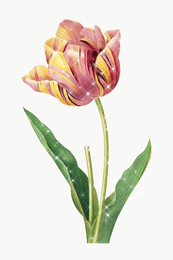 Hand drawn sparkling two-tone tulip flower design element | Free  transparent png - 2351109