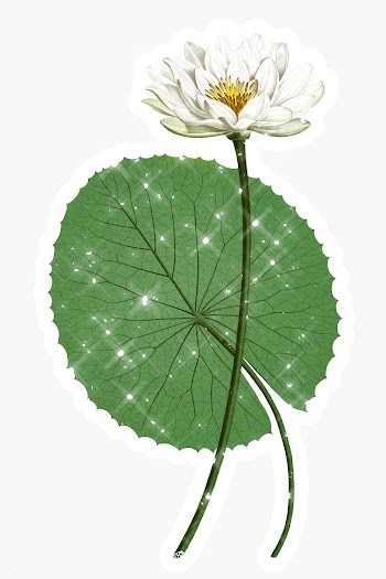 Hand drawn sparkling white Egyptian lotus sticker with white border | Free  transparent png - 2354820