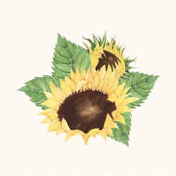Hand drawn sunflower isolated on beige backgr.. | Free stock vector - 399603